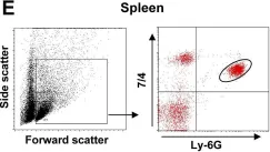 Fig.1.E showing Flow cytometry/Cell sorting in a Mus musculus (House mouse) sample from the publication: IL-1α and complement cooperate in triggering local neutrophilic inflammation in response to adenovirus and eliminating virus-containing cells.