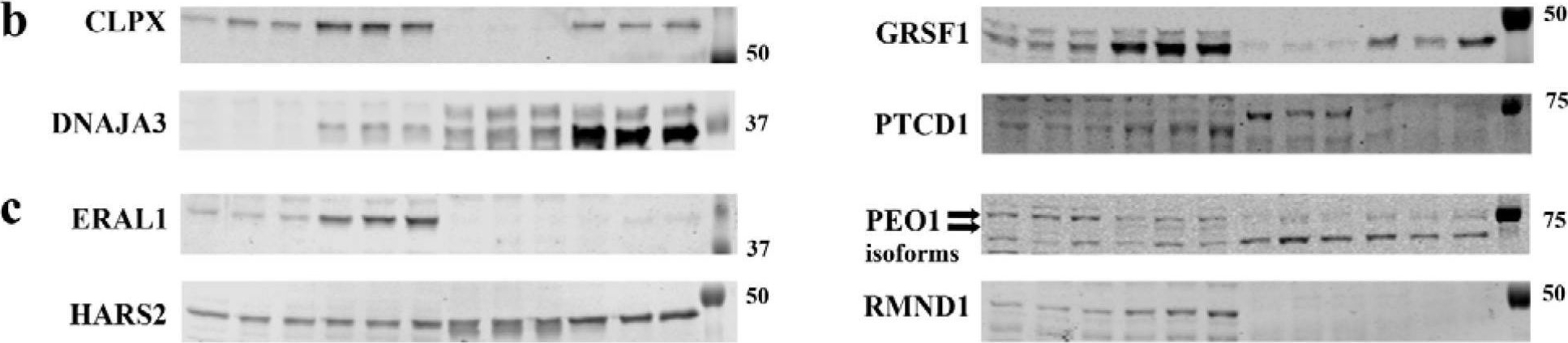 Fig.5.B showing Western Blotting from the publication: CLPP Depletion Causes Diplotene Arrest; Underlying Testis Mitochondrial Dysfunction Occurs with Accumulation of Perrault Proteins ERAL1, PEO1, and HARS2.