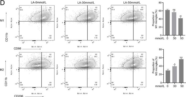 Fig.1.D showing Flow cytometry/Cell sorting in a Mus musculus (House mouse) sample from the publication: Lactate modulates microglial M2 polarization via H3K9 lactylation in ischemic stroke.