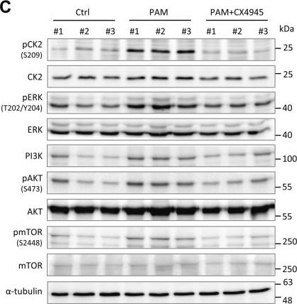 Fig.4.C showing Western Blotting in a Homo sapiens (Human) sample from the publication: Cold Atmospheric Plasma Jet Promotes Wound Healing Through CK2-Coordinated PI3K/AKT and MAPK Signaling Pathways.