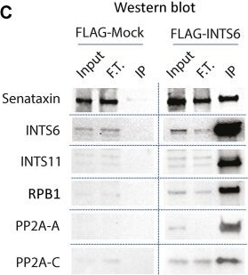 Fig.4.C showing Western Blotting in a Homo sapiens (Human) sample from the publication: Tetrameric INTS6-SOSS1 complex facilitates DNA:RNA hybrid autoregulation at double-strand breaks.