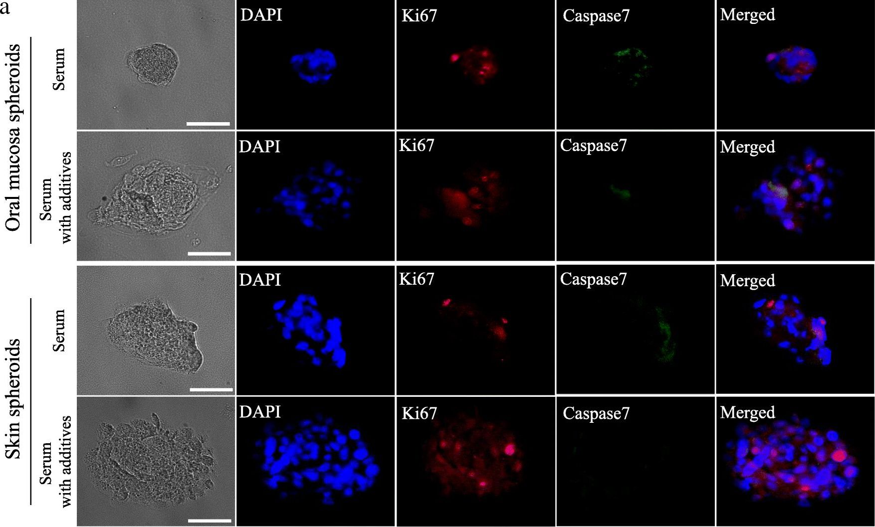 Fig.3.A showing Immunohistochemistry-immunofluorescence in a Mus musculus (House mouse) sample from the publication: Characterization of spontaneous spheroids from oral mucosa-derived cells and their direct comparison with spheroids from skin-derived cells.