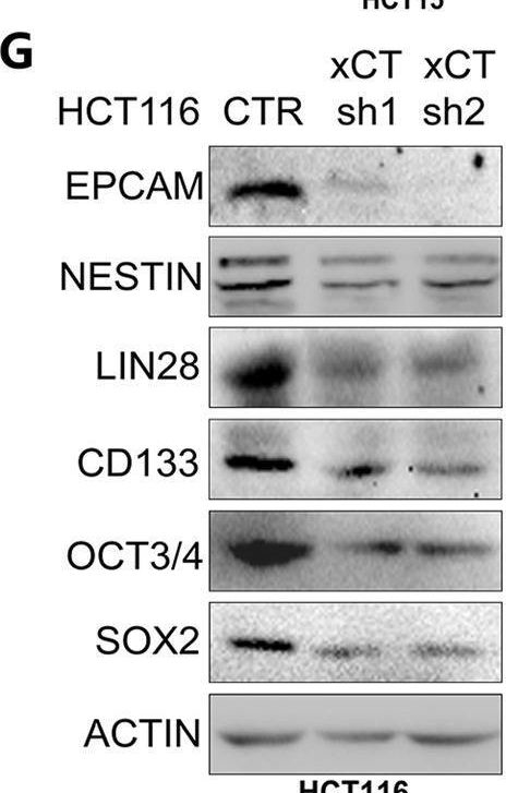 Fig.4.G showing Western Blotting in a Homo sapiens (Human) sample from the publication: xCT contributes to colorectal cancer tumorigenesis through upregulation of the MELK oncogene and activation of the AKT/mTOR cascade.