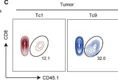 Fig.2.C showing Flow cytometry/Cell sorting in a Mus musculus (House mouse) sample from the publication: Extracellular ATP Functions as a Metabolic Lineage Selection Signal That Stabilizes Tc9 Cells During Adoptive T Cell Therapy.