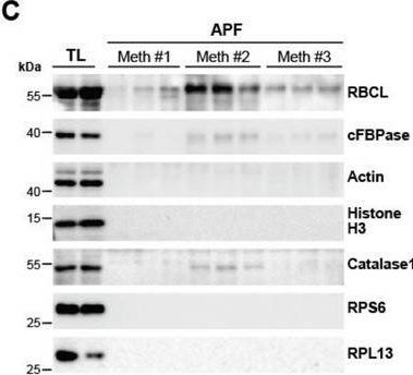 Fig.1.C showing Western Blotting in an Arabidopsis thaliana (Thale cress) sample from the publication: Streamline Protocol for Arabidopsis Apoplastic Fluid Isolation Enables a Detailed Proteomic View of the Plant Extracellular Space.