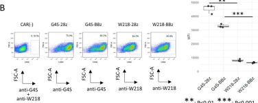 G4S Linker (E7O2V) Rabbit Monoclonal Antibody (PE Conjugate