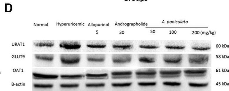 Fig.3.D showing Western Blotting from the publication: Extracts of Andrographis paniculata (Burm.f.) Nees Leaves Exert Anti-Gout Effects by Lowering Uric Acid Levels and Reducing Monosodium Urate Crystal-Induced Inflammation.