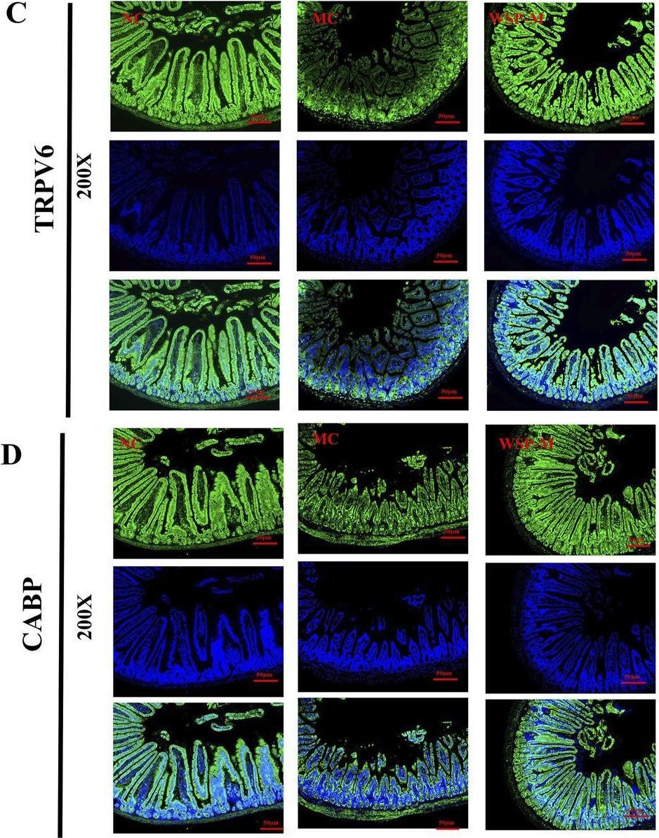 Fig.5.C showing Immunohistochemistry-immunofluorescence in a Mus musculus (House mouse) sample from the publication: Wubi Shanyao pills ameliorate diet-induced postmenopausal osteoporosis in mice by enhancing calcium absorption.