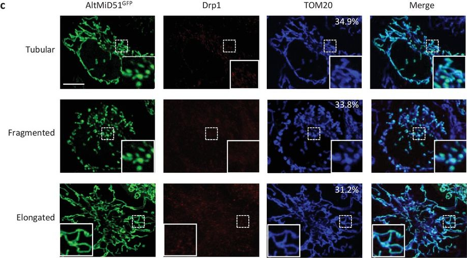 Fig.13.C showing Immunocytochemistry-immunofluorescence from the publication: Deep transcriptome annotation enables the discovery and functional characterization of cryptic small proteins.
