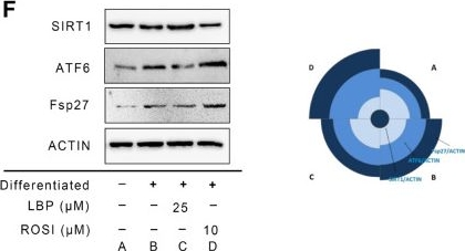 Fig.4.F showing Western Blotting from the publication: Lycium barbarum polysaccharide ameliorates the accumulation of lipid droplets in adipose tissue via an ATF6/SIRT1-dependent mechanism.