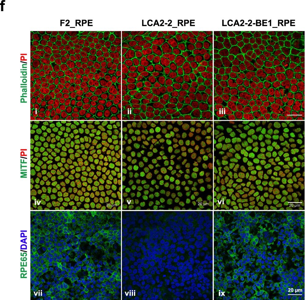 Fig.7.F showing Immunocytochemistry-immunofluorescence from the publication: PAM-flexible Engineered FnCas9 variants for robust and ultra-precise genome editing and diagnostics.