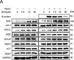 Fig.8.A showing Western Blotting from the publication: Biochanin A Exerts Broad-Spectrum Antiviral Activity Against Coronaviruses via Activating the AMPK/Nrf2/GSH Pathway.