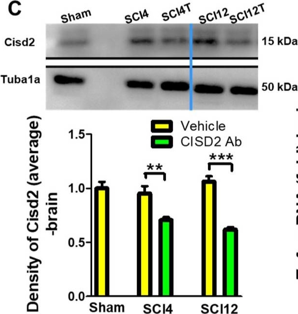 Fig.4.C showing Western Blotting in a Rattus norvegicus (Rat) sample from the publication: Anti-Inflammatory CDGSH Iron-Sulfur Domain 2: A Biomarker of Central Nervous System Insult in Cellular, Animal Models and Patients.