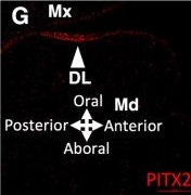 Fig.3.G showing Immunohistochemistry-immunofluorescence in a Mus musculus (House mouse) sample from the publication: Transcriptional programs of Pitx2 and Tfap2a/Tfap2b controlling lineage specification of mandibular epithelium during tooth initiation.