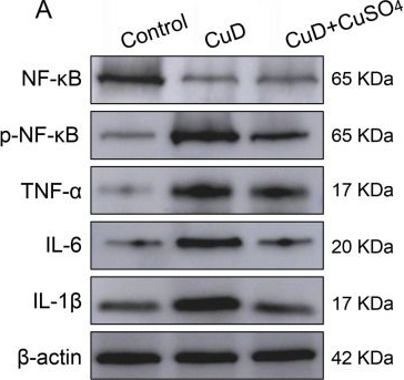 Fig.5.A showing Western Blotting in a Mus musculus (House mouse) sample from the publication: Effects of Dietary Copper Deficiency on Colonic Barrier Integrity, Inflammatory Markers, and Gut Microbiota Composition in Mice.
