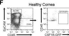 Fig.5.F showing Flow cytometry/Cell sorting from the publication: Complement and CD4+ T cells drive context-specific corneal sensory neuropathy.