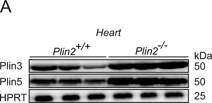 Plin2-deficiency reduces lipophagy and results in increased lipid accumulation in the heart.
