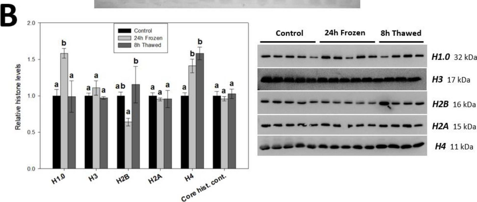Fig.1.B showing Western Blotting from the publication: Reversible Histone Modifications Contribute to the Frozen and Thawed Recovery States of Wood Frog Brains.
