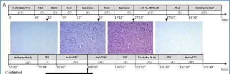 Fig.5.A showing Immunohistochemistry in a Mus musculus (House mouse) sample from the publication: Flow chamber staining modality for real-time inspection of dynamic phenotypes in multiple histological stains.
