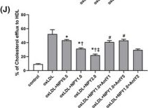 Fig.1.J from the publication: Neuropeptide Y regulates cholesterol uptake and efflux in macrophages and promotes foam cell formation.