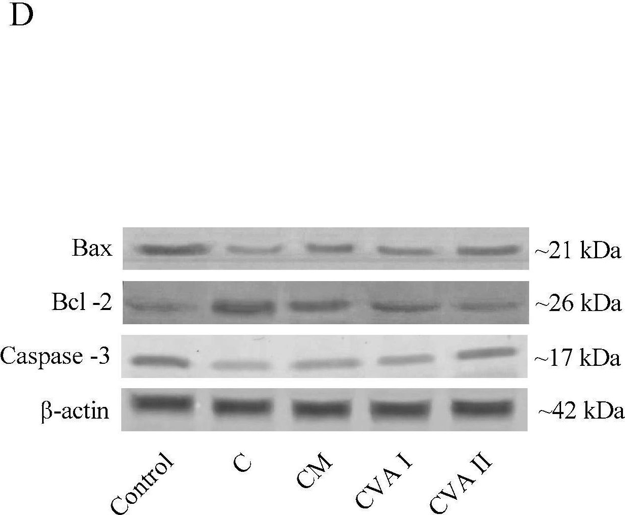Fig.6.D showing Western Blotting in a Mus musculus (House mouse) sample from the publication: Impact of a Novel Valerian Extract on Sleep Quality, Relaxation, and GABA/Serotonin Receptor Activity in a Murine Model.