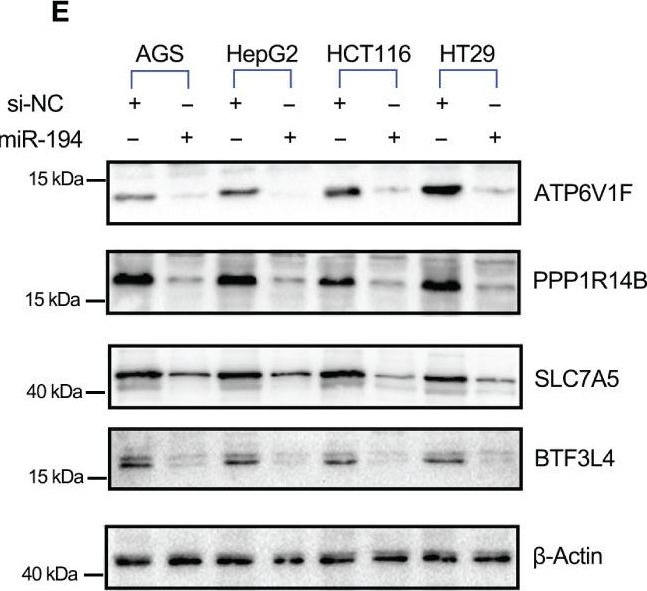 Fig.7.E showing Western Blotting from the publication: Genome-wide association studies identify miRNA-194 as a prognostic biomarker for gastrointestinal cancer by targeting ATP6V1F, PPP1R14B, BTF3L4 and SLC7A5.