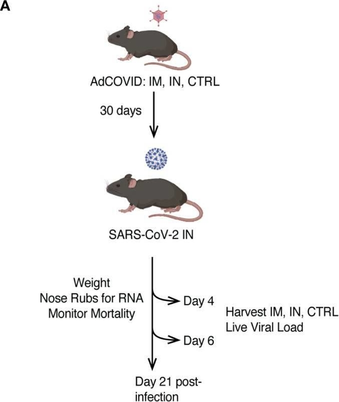 Fig.2.A from the publication: The role of vaccination route with an adenovirus-vectored vaccine in protection, viral control, and transmission in the SARS-CoV-2/K18-hACE2 mouse infection model.