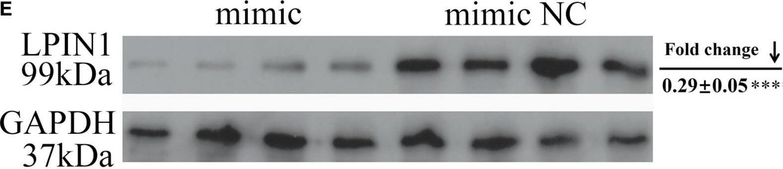 Fig.6.E showing Western Blotting from the publication: miR-429-3p/LPIN1 Axis Promotes Chicken Abdominal Fat Deposition via PPARγ Pathway.