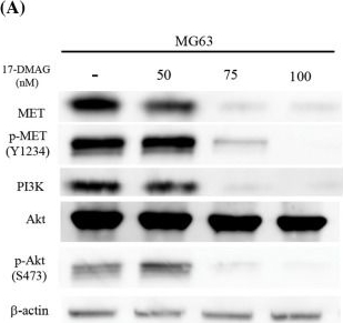 Fig.3.A showing Western Blotting in a Homo sapiens (Human) sample from the publication: The anti-oncogenic effect of 17-DMAG via the inactivation of HSP90 and MET pathway in osteosarcoma cells.