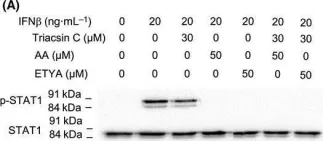 Fig.9.A showing Western Blotting from the publication: Arachidonic acid, a clinically adverse mediator in the ovarian cancer microenvironment, impairs JAK-STAT signaling in macrophages by perturbing lipid raft structures.