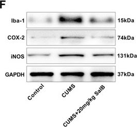 Fig.5.F showing Western Blotting in a Mus musculus (House mouse) sample from the publication: Salvianolic acid B alleviates depression-like behaviors by reducing neuronal injury and promoting neurogenesis in a manner associated with JAK-STAT signaling pathway inhibition.