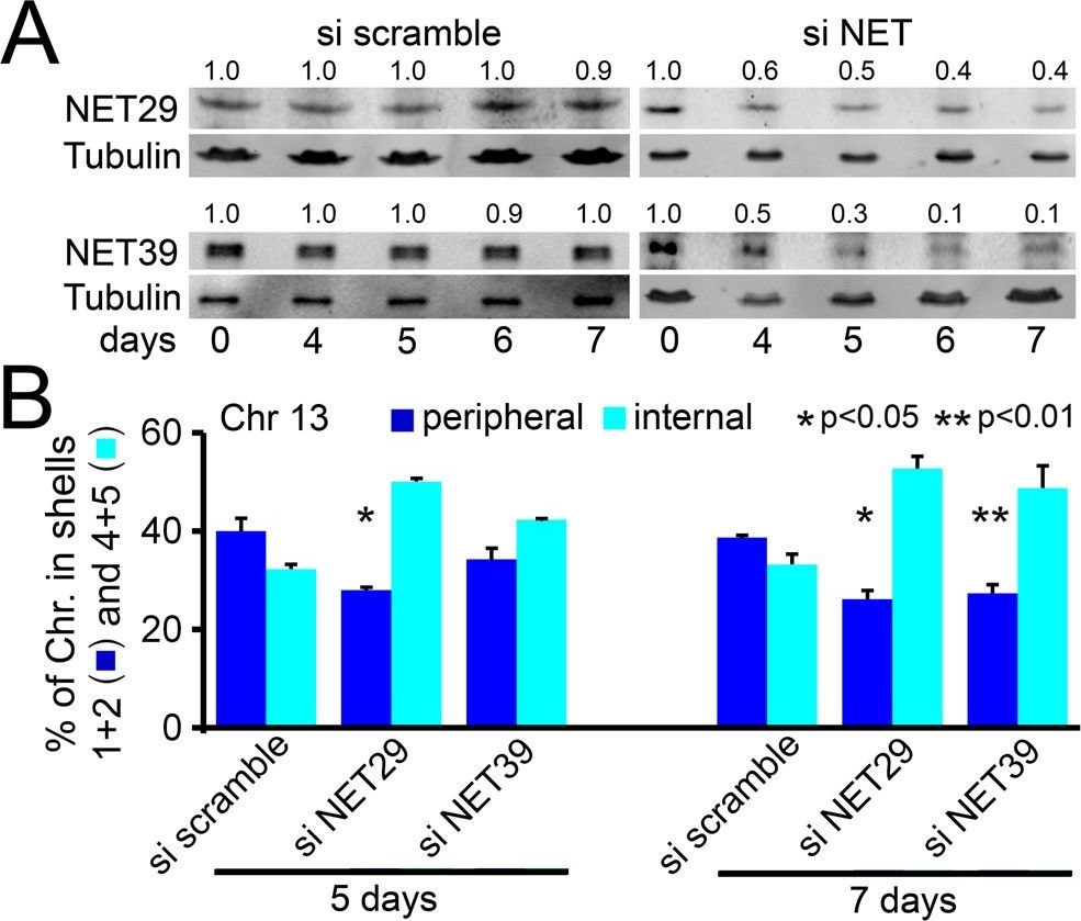 Fig.7.A showing Western Blotting in a Homo sapiens (Human) sample from the publication: Specific nuclear envelope transmembrane proteins can promote the location of chromosomes to and from the nuclear periphery.