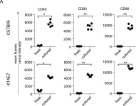 Fig.6.A showing Flow cytometry/Cell sorting from the publication: Langerhans cell homeostasis and activation is altered in hyperplastic human papillomavirus type 16 E7 expressing epidermis.