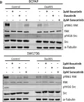 Fig.1.D showing Western Blotting in a Homo sapiens (Human) sample from the publication: Sustained activation of the AKT/mTOR and MAP kinase pathways mediate resistance to the Src inhibitor, dasatinib, in thyroid cancer.
