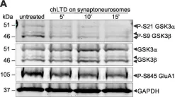Fig.2.A showing Western Blotting in a Mus musculus (House mouse) sample from the publication: Structural Plasticity of Dendritic Spines Requires GSK3α and GSK3β.