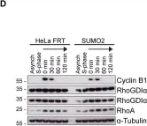 Fig.4.D showing Western Blotting in a Homo sapiens (Human) sample from the publication: Comprehensive identification of SUMO2/3 targets and their dynamics during mitosis.