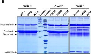 Fig.2.E showing Western Blotting in a Gallus gallus domesticus (Chicken) sample from the publication: Research note: Generation of ovalbumin-null chickens and characterization of altered protein compositions in their egg whites.