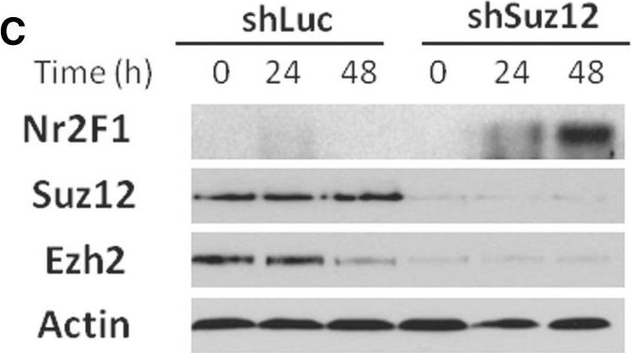 Fig.5.C showing Western Blotting in a Mus musculus (House mouse) sample from the publication: Polycomb recruitment attenuates retinoic acid-induced transcription of the bivalent NR2F1 gene.