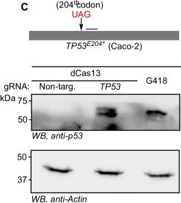 Fig.6.C showing Western Blotting in a Homo sapiens (Human) sample from the publication: Transcript-specific induction of stop codon readthrough using a CRISPR-dCas13 system.