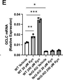 Fig.2.E from the publication: The electrophilic metabolite of kynurenine, kynurenine-CKA, requires C151 in Keap1 to derepress Nrf2.