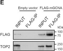 Fig.5.E showing Western Blotting from the publication: GCNA is a histone binding protein required for spermatogonial stem cell maintenance.