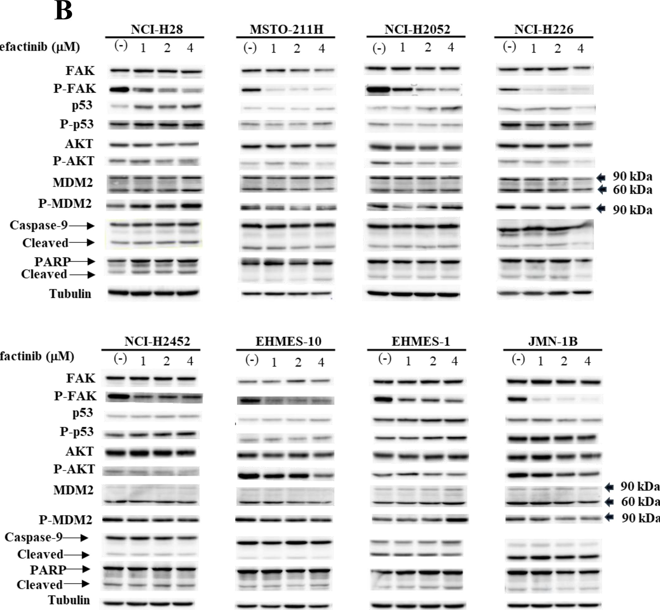Fig.2.B showing Western Blotting in a Homo sapiens (Human) sample from the publication: Strategic selection of MDM2 inhibitors enhances the efficacy of FAK inhibition in mesothelioma based on TP53 genotype.