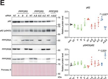 Fig.3.E showing Western Blotting from the publication: Phosphorylation tunes p62 condensates to drive autophagic degradation of ubiquitinated proteins.