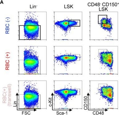 Fig.3.A showing Flow cytometry/Cell sorting in a Mus musculus (House mouse) sample from the publication: Red Blood Cell-Mediated Enhancement of Hematopoietic Stem Cell Functions via a Hes1-Dependent Pathway.