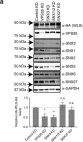 Fig.3.A showing Western Blotting from the publication: SNX3-retromer requires an evolutionary conserved MON2:DOPEY2:ATP9A complex to mediate Wntless sorting and Wnt secretion.
