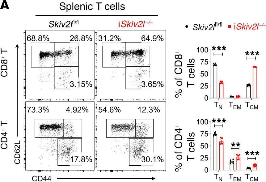 Fig.5.A showing Flow cytometry/Cell sorting in a Mus musculus (House mouse) sample from the publication: Cytoplasmic RNA quality control failure engages mTORC1-mediated autoinflammatory disease.