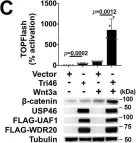 Fig.1.C showing Western Blotting from the publication: The USP46 complex deubiquitylates LRP6 to promote Wnt/β-catenin signaling.