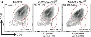 Fig.2.C showing Flow cytometry/Cell sorting in a Mus musculus (House mouse) sample from the publication: Proapoptotic BIM Impacts B Lymphoid Homeostasis by Limiting the Survival of Mature B Cells in a Cell-Autonomous Manner.