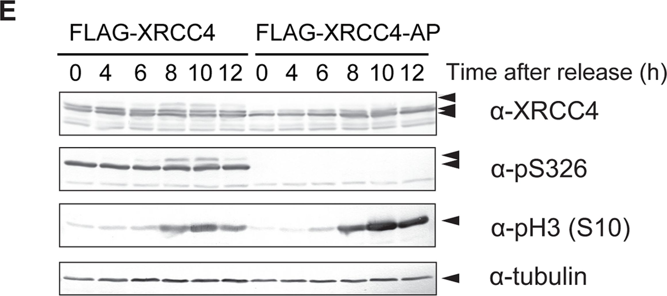 Fig.4.E showing Western Blotting in a Homo sapiens (Human) sample from the publication: Canonical non-homologous end joining in mitosis induces genome instability and is suppressed by M-phase-specific phosphorylation of XRCC4.