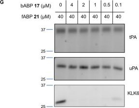 Fig.3.G showing Western Blotting from the publication: A KLK6 Activity-Based Probe Reveals a Role for KLK6 Activity in Pancreatic Cancer Cell Invasion.